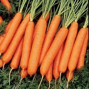 Семена моркови нантская фото