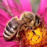 Пчелопакеты 2017 фото