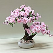 Розовая Сакура бонсай(семена )