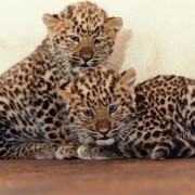 Ручные пятнистые котята леопарда