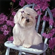 Картина по номерам Белая собачка на стуле фото
