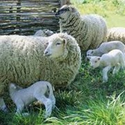 Сельскохозяйственные животные, овцы, животные, Меринос, ЧП фото