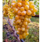 Саженцы винограда Валентина оптом фотография