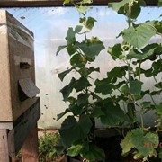 Опыление пчелами в Санкт-Петербурге и Лен. области фотография