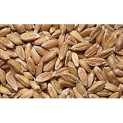 Пшеница/ORGANIC PRODUCTS WHEAT "SPELTA" 270 USD