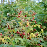 Отростки садовой малины Лесная открытая корневая система фото