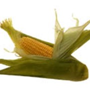 Семена гибридов кукурузы СУМ 1487 (ФАО 280)