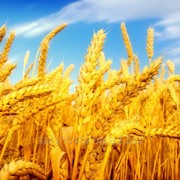 Пшеница 4-го класса фото