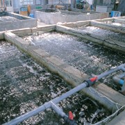 Биопрепарат для очистки водоемов с большим количеством рыб Аква Трит ТМ MICROZYME фото