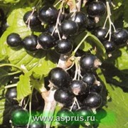 Саженцы чорной смородины “Титания“. фото