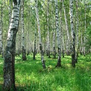 Экологическое проектирование. Услуги архитектурно-дизайнерские и проектные, Архитектурное тонирование, ландшафтный дизайн.Услуги архитектурно-дизайнерские фото