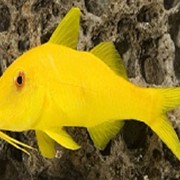Рыба Козел Goatfish yellow small фото