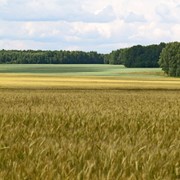 Продам землю (поле) фото