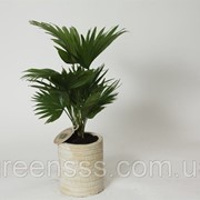 Пальма Ливистона круглолистная -- Livistona rotundifolia фотография