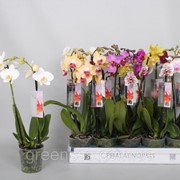 Орхидея Фаленопсис микс 6 цветов -- Phalaenopsis mixed 6 Clr. фотография