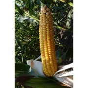 Семена кукурузы Мас 18.Т (MAS 18.T) (Украина) фотография