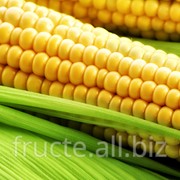Кукуруза обыкновенная фотография