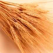 Семена Озимая пшеница