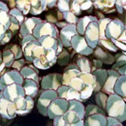 Седум Зибольда Пестролистый (Sedum sieboldii 'Mediovariegatum') фото