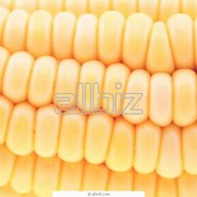 Кукуруза. Кукуруза семейства Злаки. Зерновые, бобовые и крупяные культуры фото
