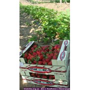 Красная ягода клубники сорта Хоней, Альбион. Новая Каховка. фотография