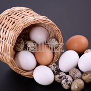 Яйца фотография