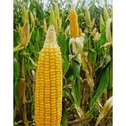 Краснодарский 194 МВ семена кукурузы фото