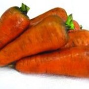 Морковь Арго 10 гр фото