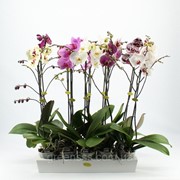 Орхидея Фаленопсис микс -- Phalaenopsis mixed фото