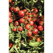 Семена томатов Фортикс F1, семена томатов цена, для комбайнового сбора фото