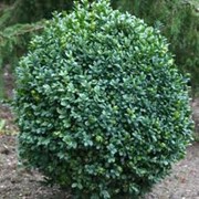 Самшит вічнозелений (Buxus sempervirens) чагарник фото