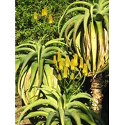 Семена Aloe thraskii (Алоэ траски, А. береговое) , Кактусы и суккуленты фото