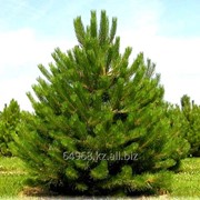 Cосна черная Pinus Nigra nigra, h см 30-40 фотография