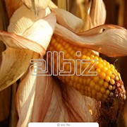Кукуруза фуражная на экспорт фото