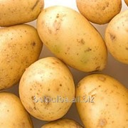 Картофель семенной Агата 1РС фотография
