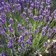 Лаванда узколистная Дварф Блю фиолетовая Lavandula angustifolia высота 15-25см