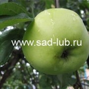 Саженцы яблони сорт Антоновка