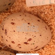 Яйца инкубационные фото