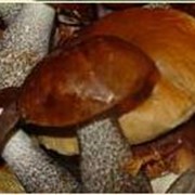 Сушеные грибы в Тирасполе фото