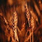 Пшеница - колос Красный фото