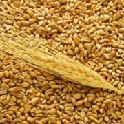 Зерновые продукты,Прием зерновых с автотранспорта фото