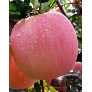 Саженцы яблонь Фуджи фото