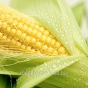 Гибрид кукурузы Микси фото