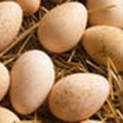 Яйца индюков инкубационные фото