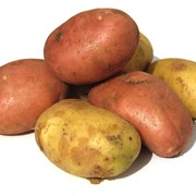 Молодой картофель фото