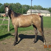 Чистокровная арабская, МАДАМ фото