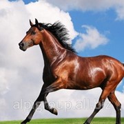 Белково-витаминно-минеральный концентрат 5101 для лошадей фото