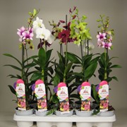 Орхидея Дендробиум Са-нук микс -- Dendrobium Sa-Nook mixed фото