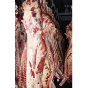 Мясо бычков в полутушах фото
