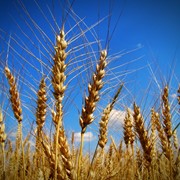 Пшеница 3,4,5 класс фотография